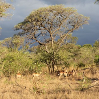 dit is voor mij Zuid-Afrika